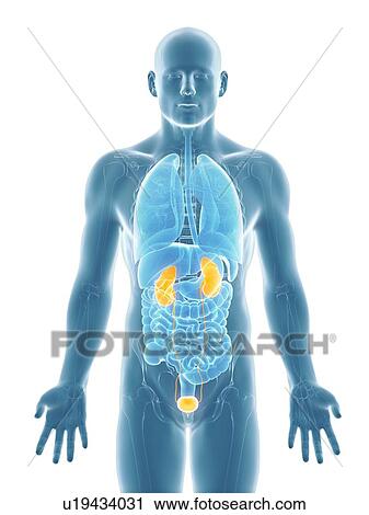 Healthy urinary system, artwork View Large Illustration Clip Art - Healthy urinary system, artwork. Fotosearch