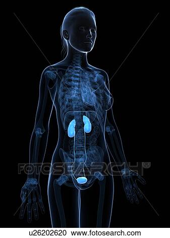 Healthy urinary system, artwork View Large Illustration Clipart - Healthy urinary system, artwork. Fotosearch