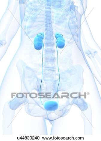 Clipart - Healthy urinary system, artwork. Fotosearch