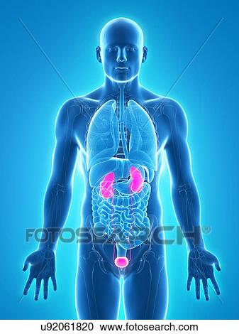 Clipart - Healthy urinary system, artwork. Fotosearch