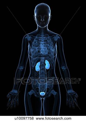 Stock Illustration - Healthy urinary system, artwork. Fotosearch