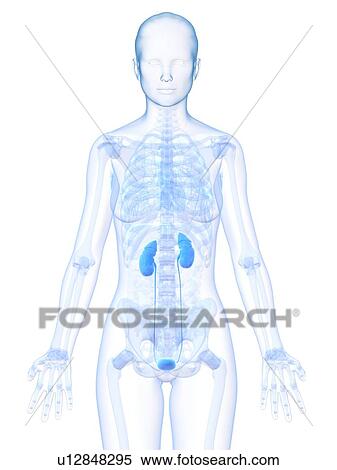 Stock Illustration - Healthy urinary system, artwork. Fotosearch