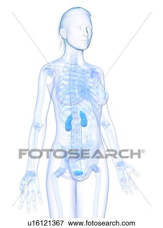 Stock Illustration - Healthy urinary system, artwork. Fotosearch