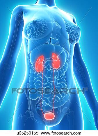 Healthy urinary system, artwork View Large Illustration Stock Illustration - Healthy urinary system, artwork. Fotosearch