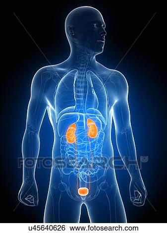 Stock Illustration - Healthy urinary system, artwork. Fotosearch