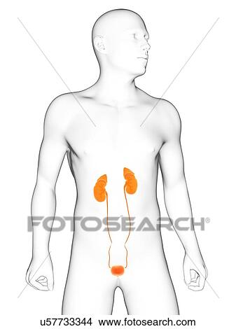 Stock Illustration - Healthy urinary system, artwork. Fotosearch