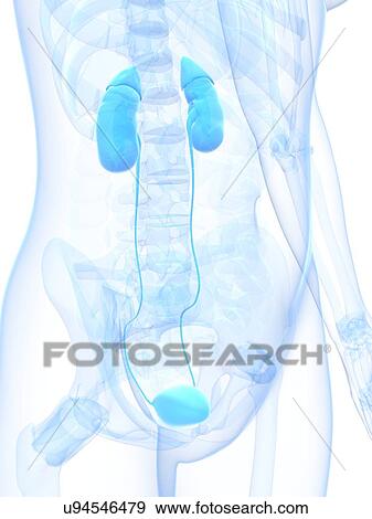 Stock Illustration - Healthy urinary system, artwork. Fotosearch