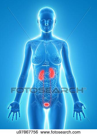 Stock Illustration - Healthy urinary system, artwork. Fotosearch