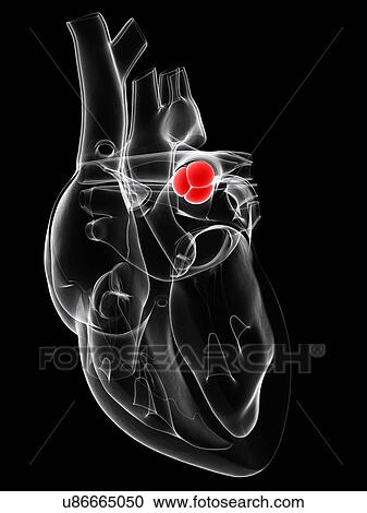 Clipart - Heart valve, artwork. Fotosearch