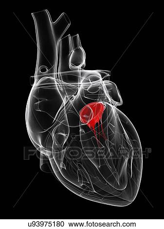 Heart valve, artwork View Large Illustration Clipart - Heart valve, artwork. Fotosearch