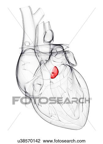 Heart valve, artwork View Large Illustration Drawing - Heart valve, artwork. Fotosearch