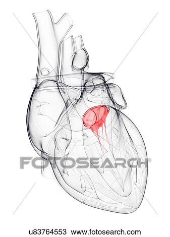 Drawing - Heart valve, artwork. Fotosearch