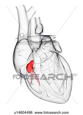 Heart valve, artwork View Large Illustration Stock Illustration - Heart valve, artwork. Fotosearch