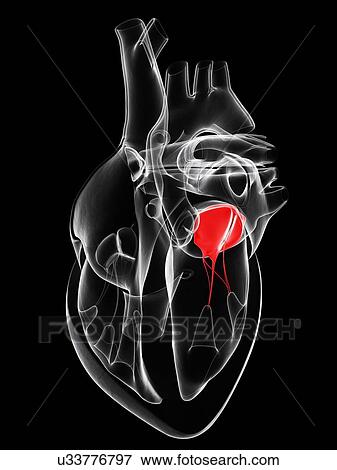 Stock Illustration - Heart valve, artwork. Fotosearch