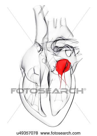 Stock Illustration - Heart valve, artwork. Fotosearch