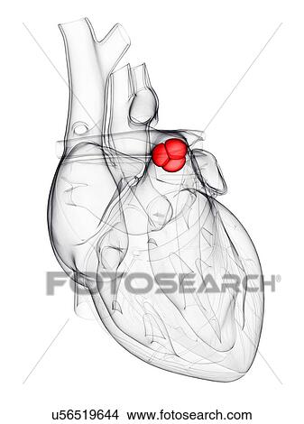 Heart valve, artwork View Large Illustration Stock Illustration - Heart valve, artwork. Fotosearch