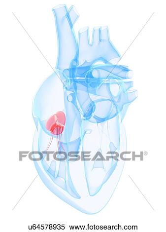 Heart valve, artwork View Large Illustration Stock Illustration - Heart valve, artwork. Fotosearch