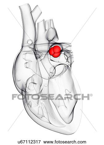 Heart valve, artwork View Large Illustration Stock Illustration - Heart valve, artwork. Fotosearch