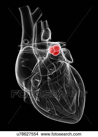 Heart valve, artwork View Large Illustration Stock Illustration - Heart valve, artwork. Fotosearch