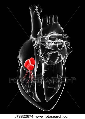 Stock Illustration - Heart valve, artwork. Fotosearch