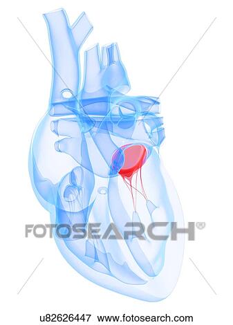 Heart valve, artwork View Large Illustration Stock Illustration - Heart valve, artwork. Fotosearch