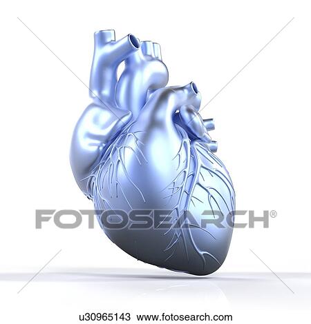 Heart with coronary vessels, artwork View Large Illustration Drawing - Heart with coronary vessels, artwork. Fotosearch