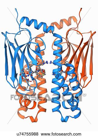 Stock Illustration - Heat shock protein 70. Fotosearch