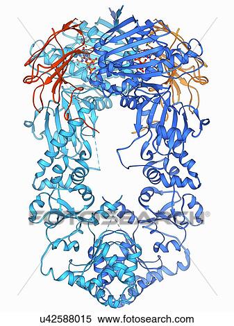 Stock Illustration - Heat shock protein 90 chaperone complex. Fotosearch