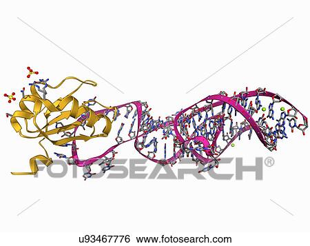 Hepatitis D virus ribozyme complex View Large Illustration Stock Illustration - Hepatitis D virus ribozyme complex. Fotosearch