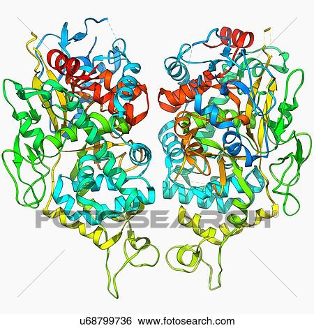 Herpesvirus capsid protein View Large Illustration Stock Illustration - Herpesvirus capsid protein. Fotosearch