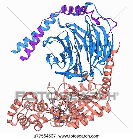 Heterotrimeric G protein complex molecule View Large Illustration Stock Illustration - Heterotrimeric G protein complex molecule. Fotosearch