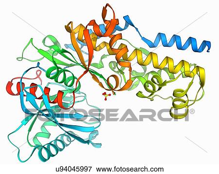 Hexokinase sugar enzyme View Large Illustration Stock Illustration - Hexokinase sugar enzyme. Fotosearch