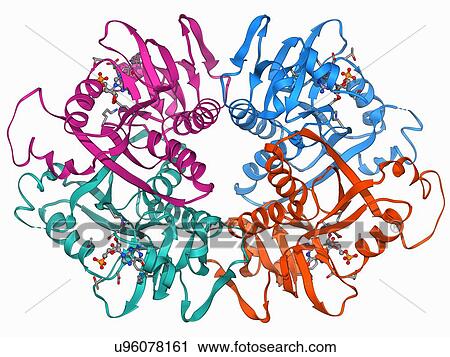 Clip Art - HGPRTase molecule. Fotosearch