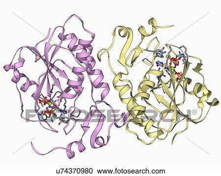 Clipart - HGPRTase molecule. Fotosearch