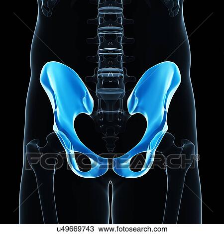 Drawing - Hip bones, artwork. Fotosearch