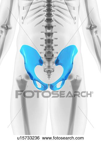 Hip bones, artwork View Large Illustration Stock Illustration - Hip bones, artwork. Fotosearch