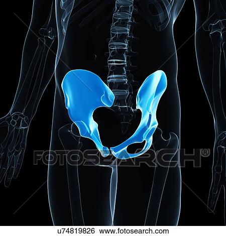 Hip bones, artwork View Large Illustration Stock Illustration - Hip bones, artwork. Fotosearch