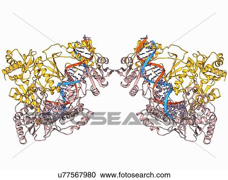 HIV reverse transcription enzyme View Large Illustration Clipart - HIV reverse transcription enzyme. Fotosearch