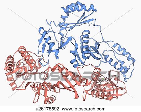 Drawing - HIV reverse transcription enzyme. Fotosearch