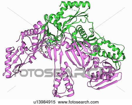 Stock Illustration - HIV reverse transcription enzyme. Fotosearch
