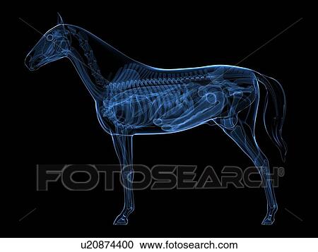 Clipart - Horse anatomy, artwork. Fotosearch