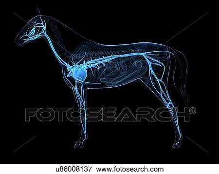 Stock Illustration - Horse cardiovascular system, artwork. Fotosearch