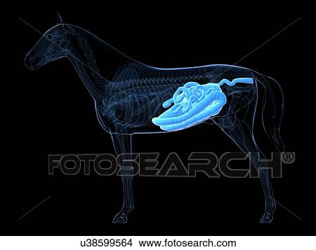 Horse digestive system, artwork View Large Illustration Stock Illustration - Horse digestive system, artwork. Fotosearch