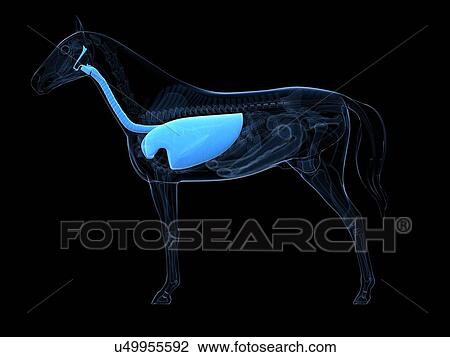 Horse respiratory system, artwork View Large Illustration Drawing - Horse respiratory system, artwork. Fotosearch