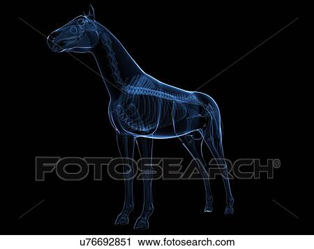 Horse skeleton, artwork View Large Illustration Clip Art - Horse skeleton, artwork. Fotosearch