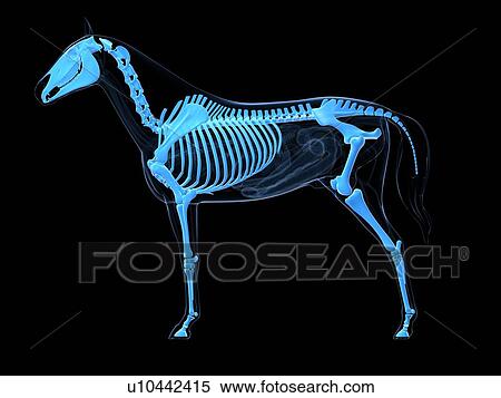 Stock Illustration - Horse skeleton, artwork. Fotosearch