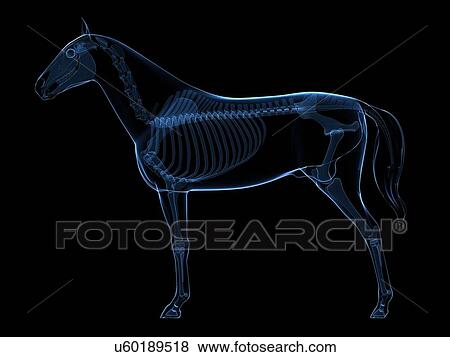 Horse skeleton, artwork View Large Illustration Stock Illustration - Horse skeleton, artwork. Fotosearch
