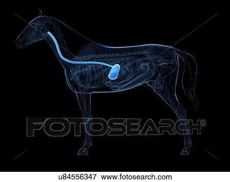 Horse skeleton, artwork View Large Illustration Stock Illustration - Horse skeleton, artwork. Fotosearch