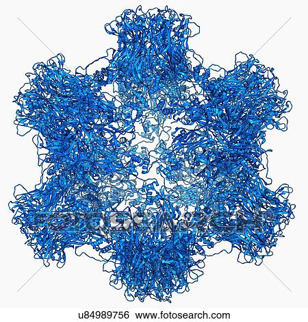 Stock Illustration - HPV L1 surface protein. Fotosearch