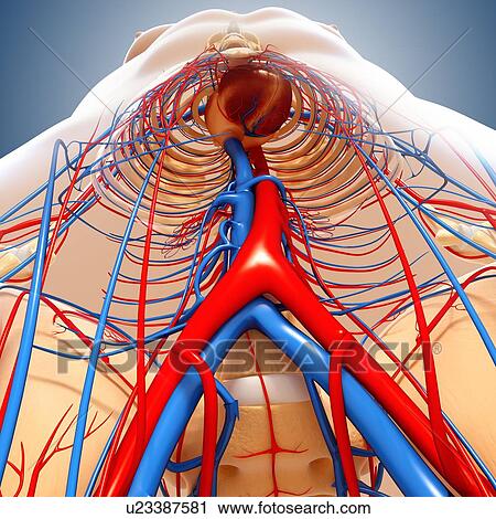 Clip Art - Human anatomy, artwork. Fotosearch